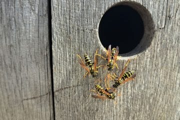 Ose v zelenjavnem vrtu? Pogosto jih privabi napaka, ki jo naredimo povsem mimogrede