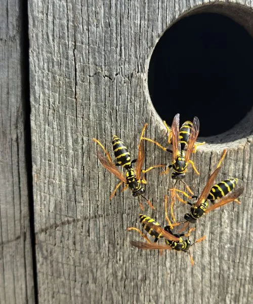 Če opazite ose na kupu, potem se bo zgodilo nekaj posebnega