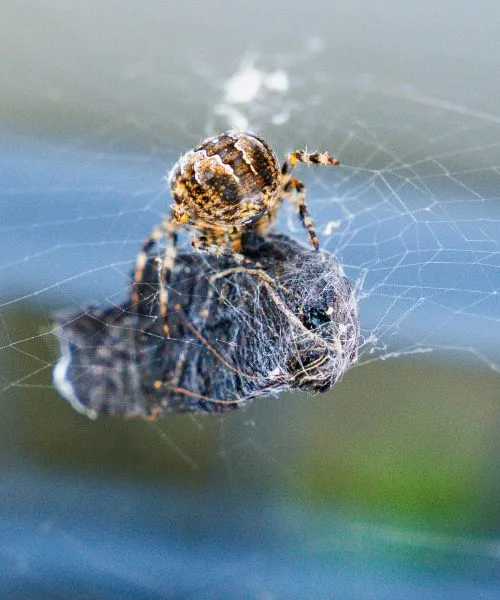 Pajki v hiši niso naključje: to jih najpogosteje privabi v vaš dom