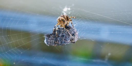 Pajki se selijo v hiše, septembra jih bomo opazili precej več