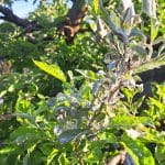 Pepelasta plesen na jablani