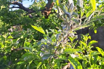 Na jablani se je pokazal ta bel znak: ukrepajte, preden oslabi ves pridelek