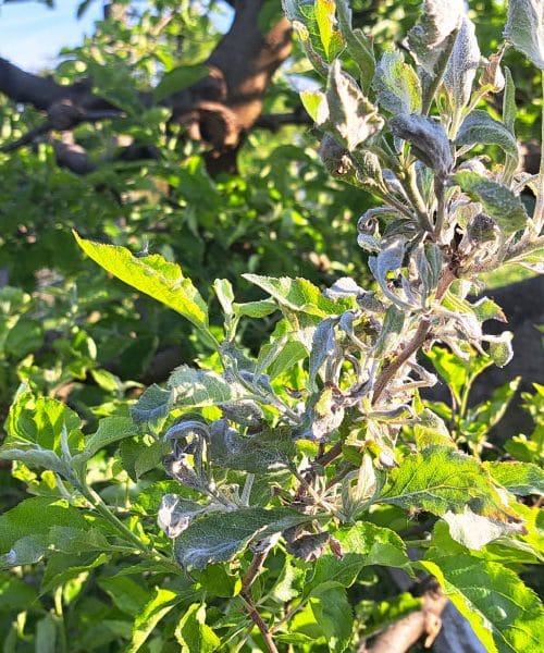 Na jablani se je pokazal ta bel znak: ukrepajte, preden oslabi ves pridelek