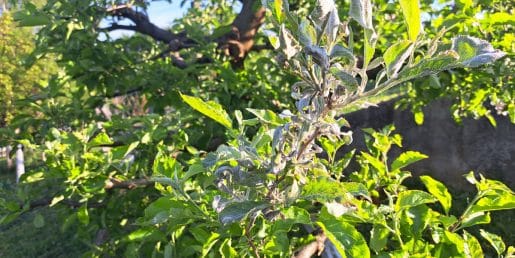 Na jablani se je pokazal ta bel znak: ukrepajte, preden oslabi ves pridelek