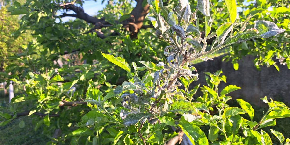 Na jablani se je pokazal ta bel znak: ukrepajte, preden oslabi ves pridelek