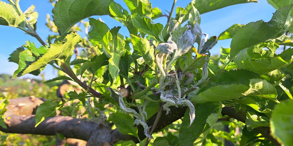 Pepelasta plesen, jablana