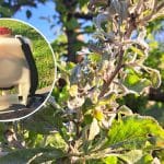 Pepelasta plesen in škropljenje