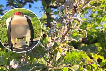 Močljivo žveplo proti pepelasti plesni: pomaga, a le, če ga uporabite pravočasno