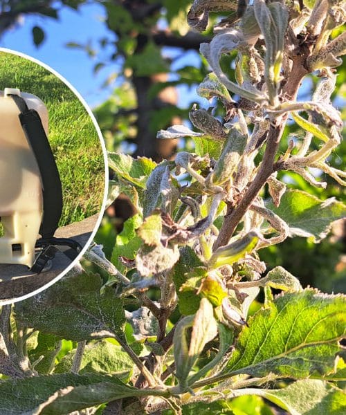 Močljivo žveplo proti pepelasti plesni: pomaga, a le, če ga uporabite pravočasno