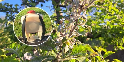 Močljivo žveplo proti pepelasti plesni: pomaga, a le, če ga uporabite pravočasno