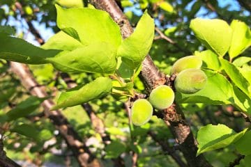 Na marelici so se pokazali prvi plodiči – zdaj je čas za ključno odločitev