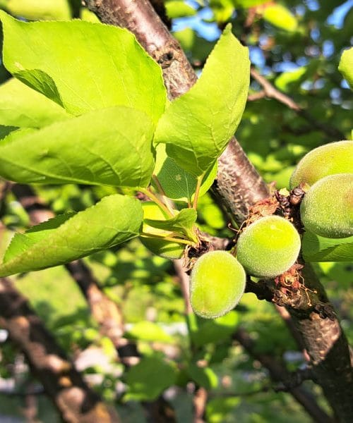 Na marelici so se pokazali prvi plodiči – zdaj je čas za ključno odločitev