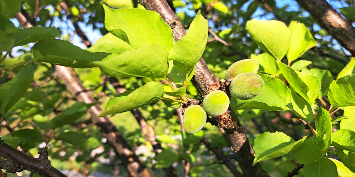 Na marelici so se pokazali prvi plodiči – zdaj je čas za ključno odločitev