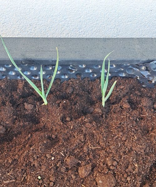 Koliko narazen saditi por v visoko gredo in kako ga pravilno zaliti po sajenju