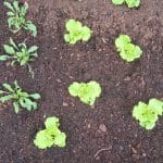 Posajena solata in rukola