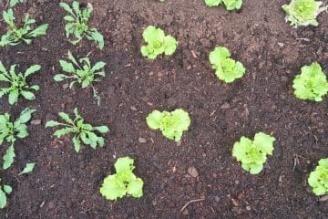 Kako pogosto zalivati sveže posajene sadike? Pravilo obstaja, ampak …