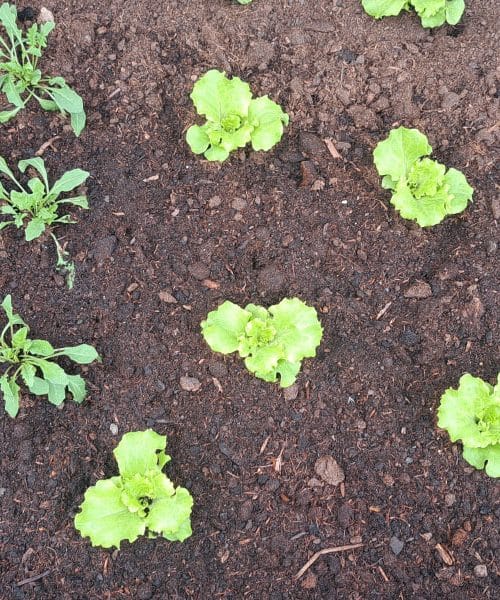 Kako pogosto zalivati sveže posajene sadike? Pravilo obstaja, ampak …