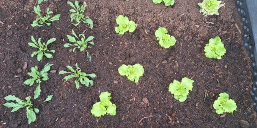 Kako pogosto zalivati sveže posajene sadike? Pravilo obstaja, ampak …