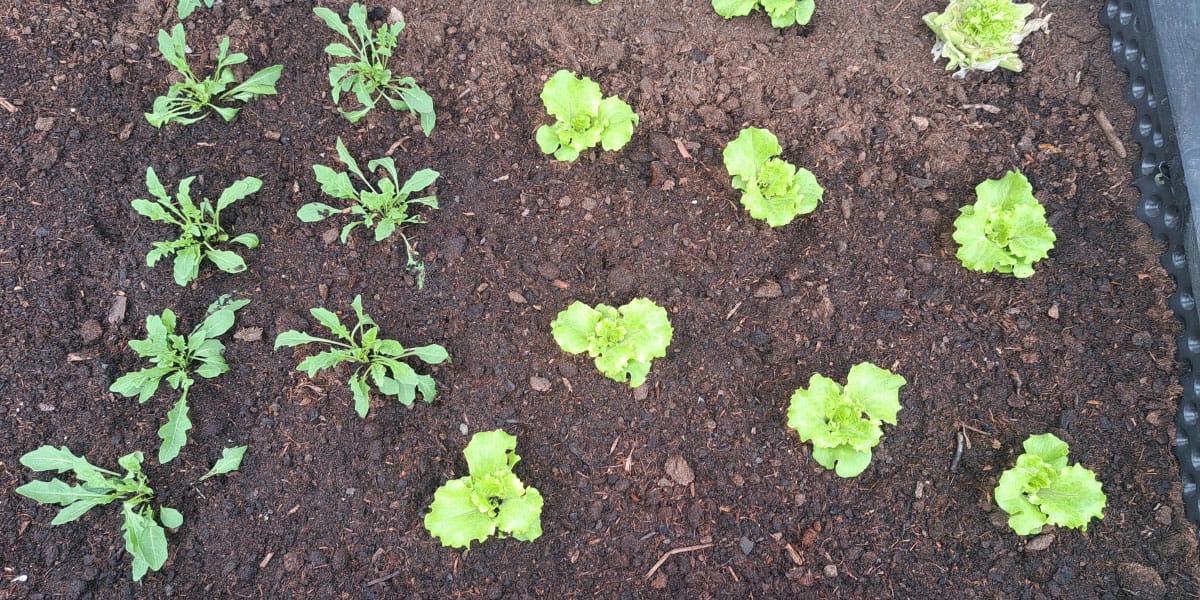 Kako pogosto zalivati sveže posajene sadike? Pravilo obstaja, ampak …