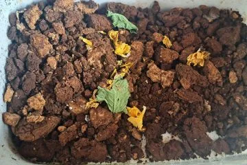 Kavna usedlina pri paradižniku: koristna pomoč ali vrtni mit?