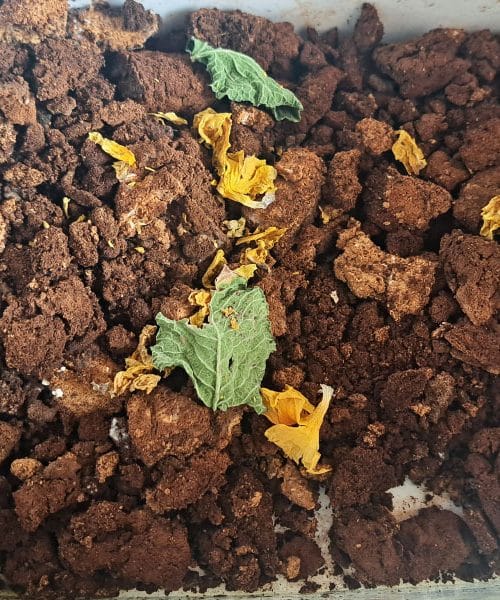 Posušene kavne usedline niso za v smeti: na gredi in kompostu so lahko zelo uporabne