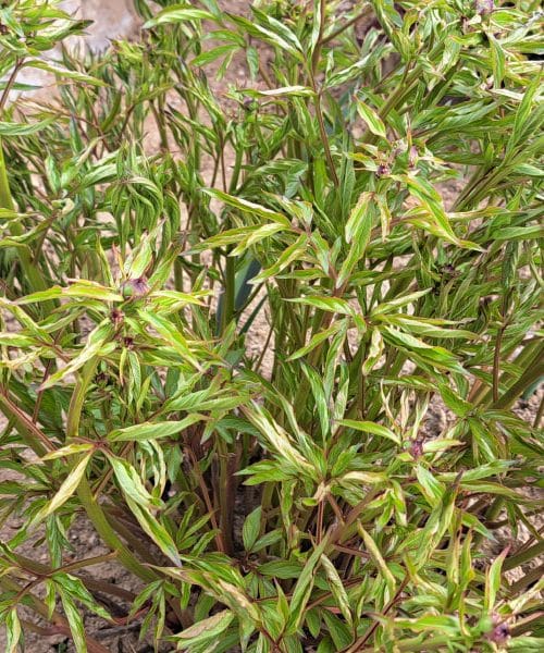 Potonike spomladi potrebujejo pravo pomoč: da bodi močne in pokončne