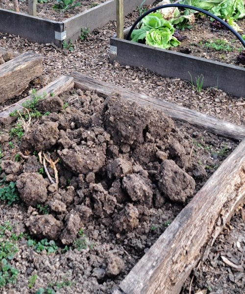 To naredite z zemljo pred sajenjem in rastline bodo opazno bolje uspevale
