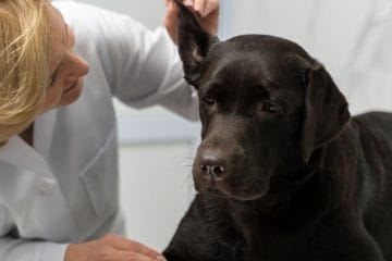 Pet stvari, na katere morate biti pozorni pri psih v času klopov
