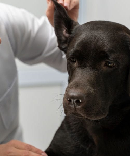 Pet stvari, na katere morate biti pozorni pri psih v času klopov