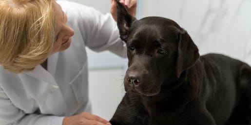 Pet stvari, na katere morate biti pozorni pri psih v času klopov