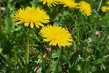 Kako narediti najboljši regratov med