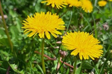 Iz regratovih cvetov lahko nastane več, kot misli večina ljudi