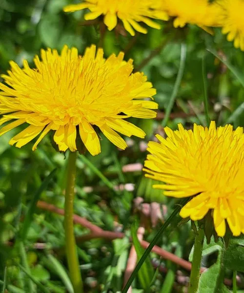 Iz regratovih cvetov lahko nastane več, kot misli večina ljudi