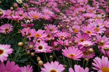 Te trajnice posadite aprila in poleti bo vrt poln barv brez nenehnega dosajevanja