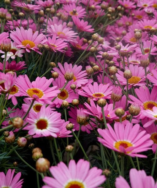 Te trajnice posadite aprila in poleti bo vrt poln barv brez nenehnega dosajevanja