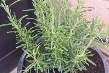 Rožmarin bo bolj gost in zdrav, če ga obrežete ob pravem trenutku