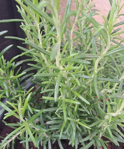 Rožmarin bo bolj gost in zdrav, če ga obrežete ob pravem trenutku