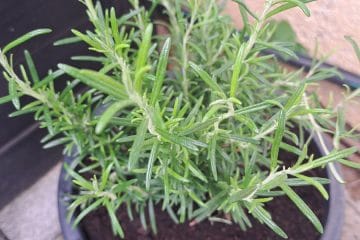 Posadili ste sadiko rožmarina v nov lonec – zdaj bodite pozorni na tri stvari