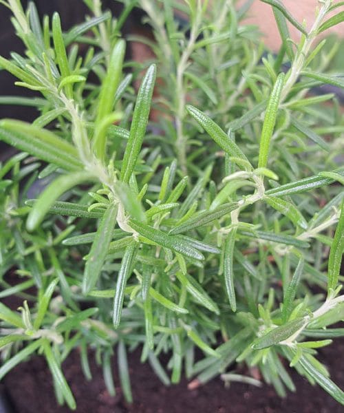 Posadili ste sadiko rožmarina v nov lonec – zdaj bodite pozorni na tri stvari