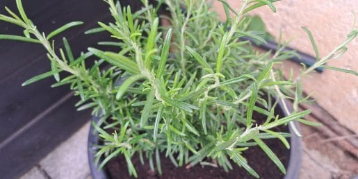 Posadili ste sadiko rožmarina v nov lonec – zdaj bodite pozorni na tri stvari
