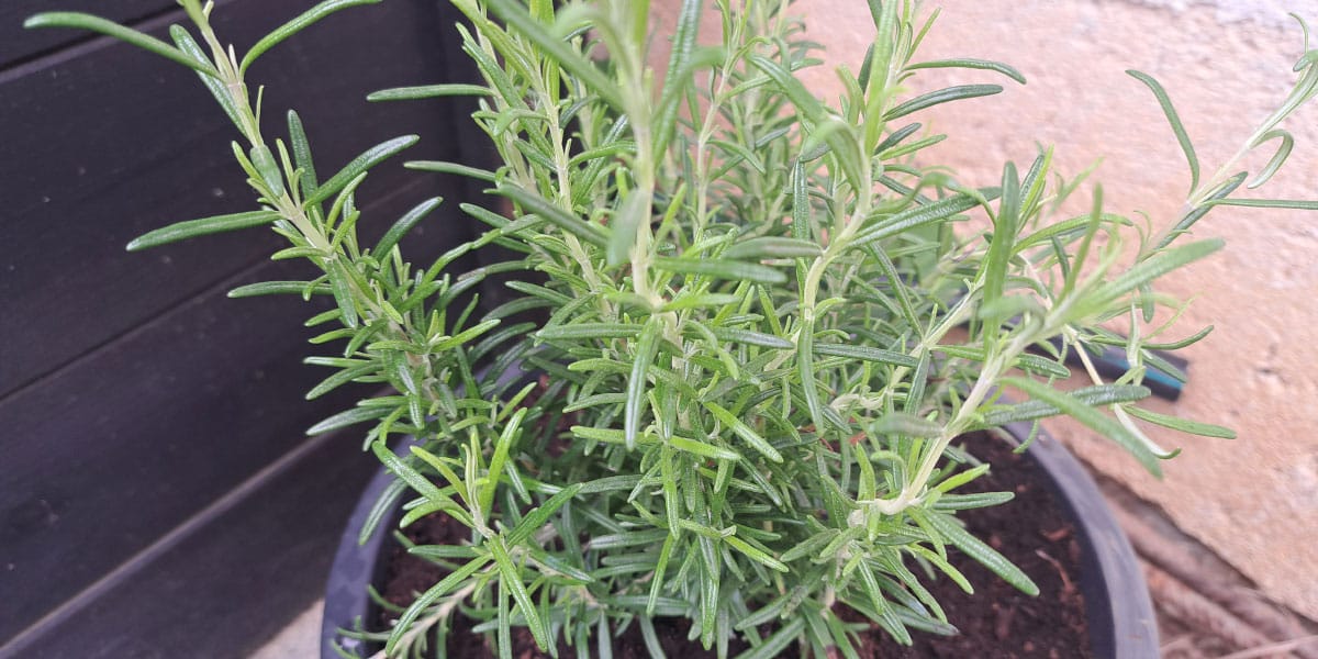 Rožmarin bo bolj gost in zdrav, če ga obrežete ob pravem trenutku