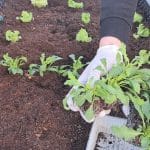 Rukola, saditev v visoko gredo