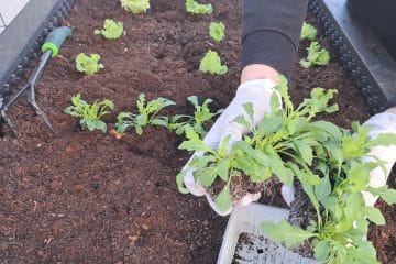 Začetniške vrtnarske napake, ki lahko pokvarijo pridelek