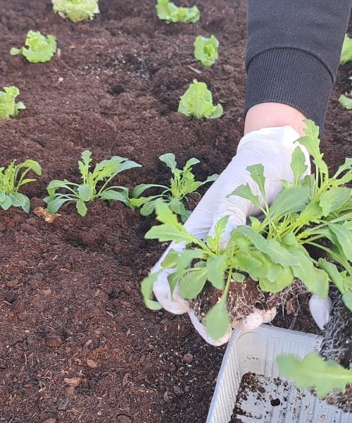 Začetniške vrtnarske napake, ki lahko pokvarijo pridelek