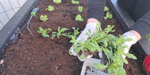 Začetniške vrtnarske napake, ki lahko pokvarijo pridelek