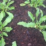 Rukola na visoki gredi