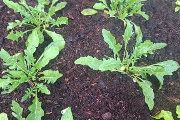 Kako pogosto zalivamo rukolo in koliko vode potrebuje?