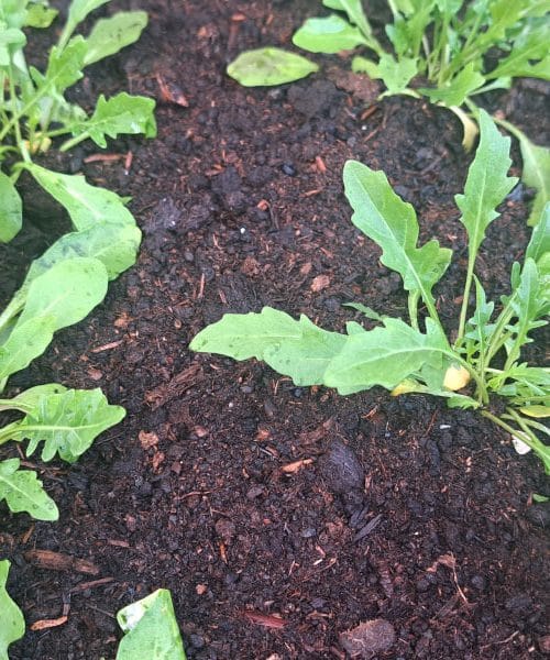 Kako pogosto zalivamo rukolo in koliko vode potrebuje?