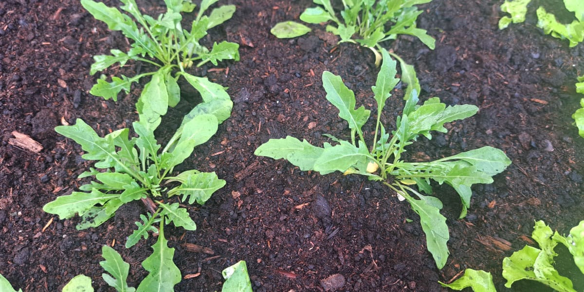 Kako pogosto zalivamo rukolo in koliko vode potrebuje?