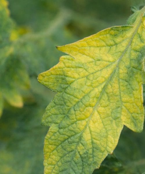 Če na vrtu opazite to na listih, rastline ne dobijo dovolj hranil